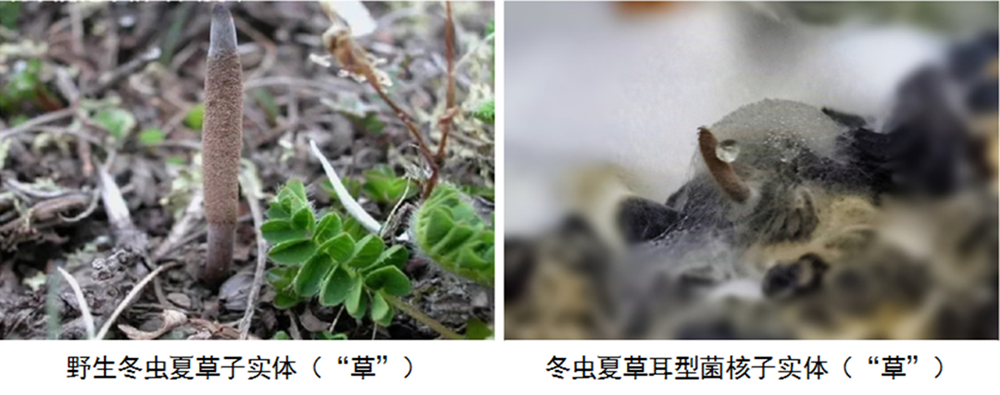 相同的冬虫夏草菌核，在更优的环境中长成| 江西藏远冬虫夏草科技开发有限公司